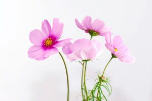告知の書き方で嘘がバレる理由とは？