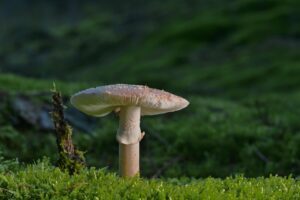 ピロリ菌陽性が医療保険に与える影響とは？